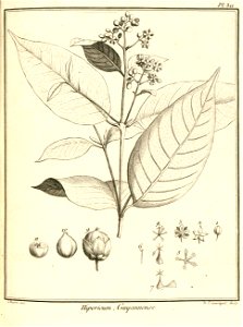 Hypericum guianense Aublet 1775 pl 311