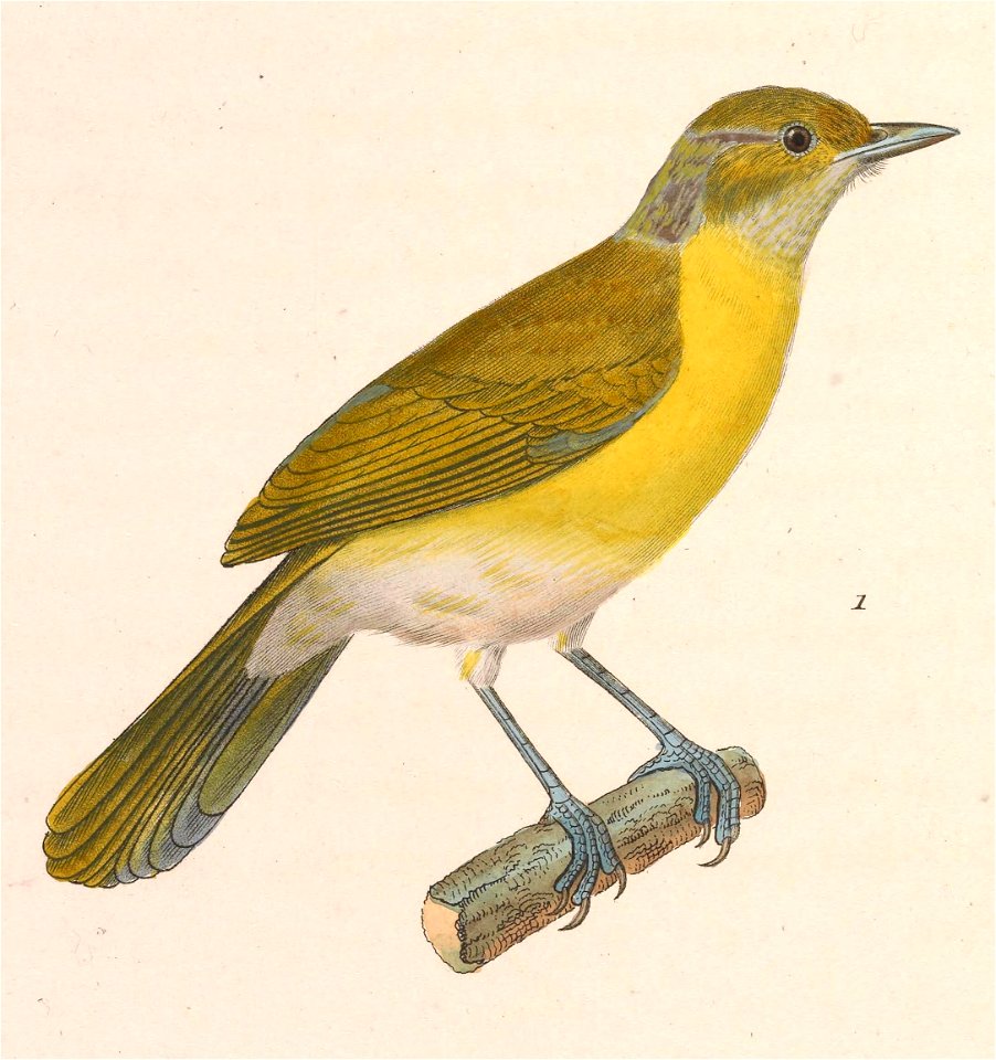 Hylophilus thoracicus 1838