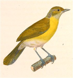 Hylophilus thoracicus 1838