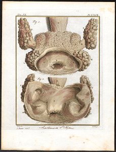 Hyaena spec. - anatomie - 1700-1880 - Print - Iconographia Zoologica - Special Collections University of Amsterdam - UBA01 IZ22200101