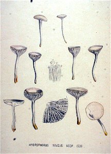 Hygrophorus niveus — Flora Batava — Volume v20. Free illustration for personal and commercial use.
