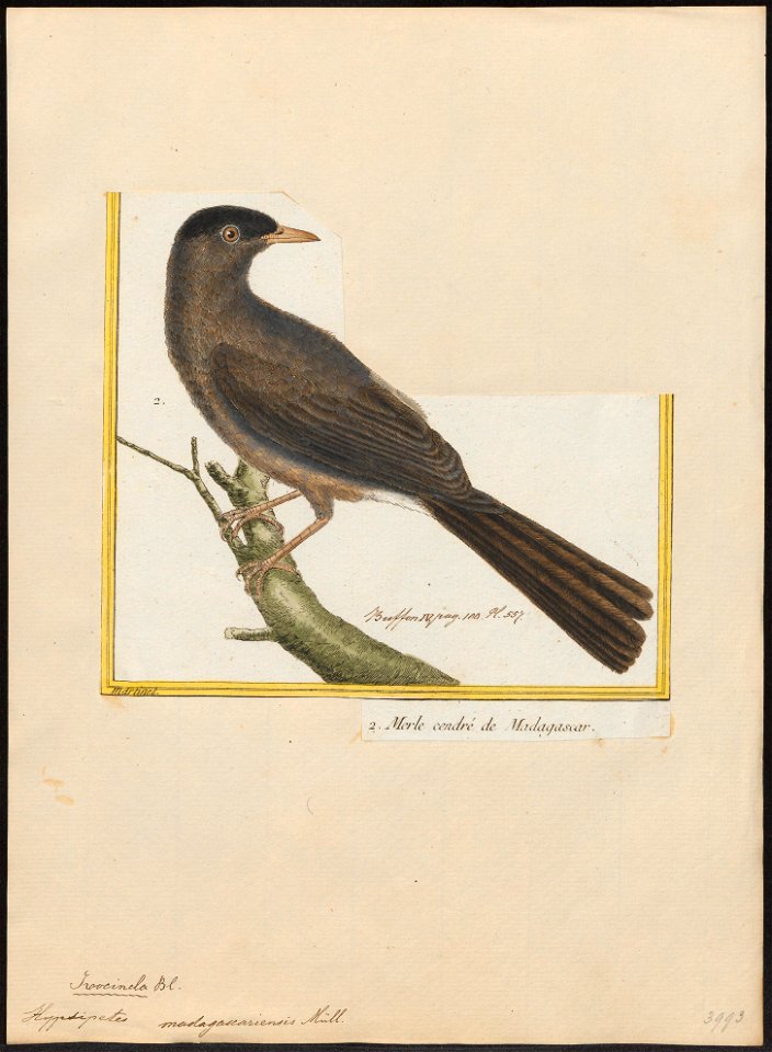 Hypsipetes madagascariensis - 1700-1880 - Print - Iconographia Zoologica - Special Collections University of Amsterdam - UBA01 IZ16400041