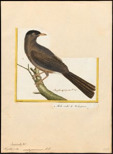 Hypsipetes madagascariensis - 1700-1880 - Print - Iconographia Zoologica - Special Collections University of Amsterdam - UBA01 IZ16400041