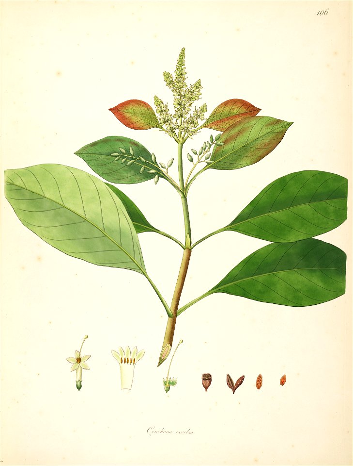 Hymenodictyon orixense Roxburgh 1798 2-106