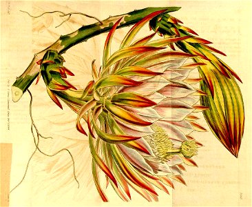Hylocereus monacanthus 533 (rotated)