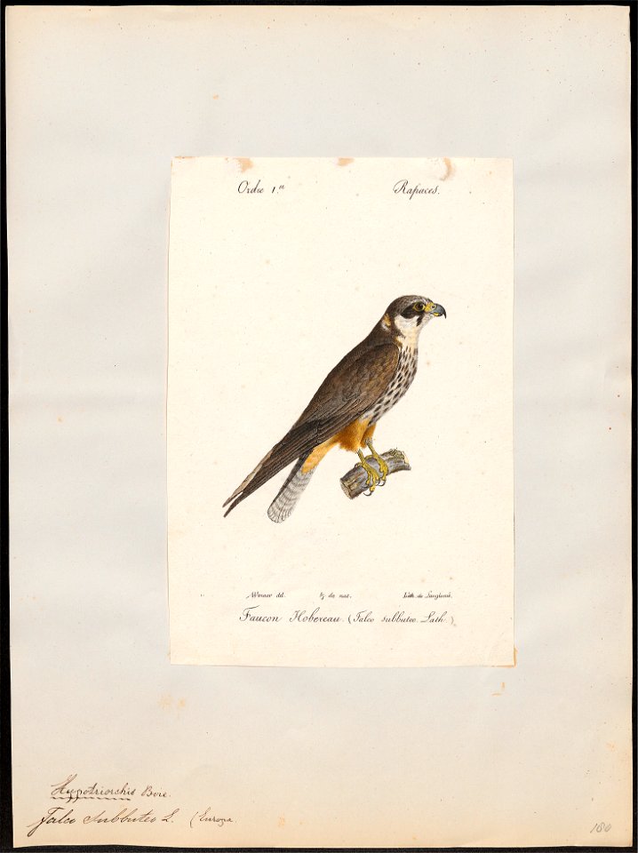 Hypotriorchis subbuteo - 1842-1848 - Print - Iconographia Zoologica - Special Collections University of Amsterdam - UBA01 IZ18200175