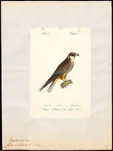 Hypotriorchis subbuteo - 1842-1848 - Print - Iconographia Zoologica - Special Collections University of Amsterdam - UBA01 IZ18200175