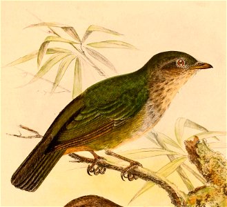 Hylocitrea bonensis bonensis 1898