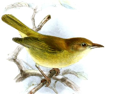 Hylophilus hypoxanthus fuscicapillus Keulemans. Free illustration for personal and commercial use.