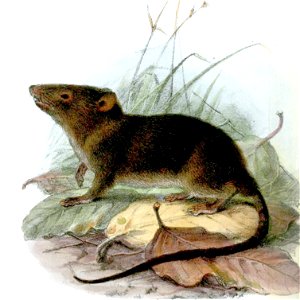HyracodonFuliginosusWolf 2