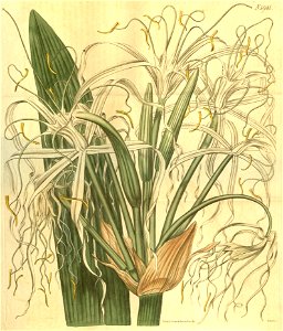 Hymenocallis latifolia. Free illustration for personal and commercial use.