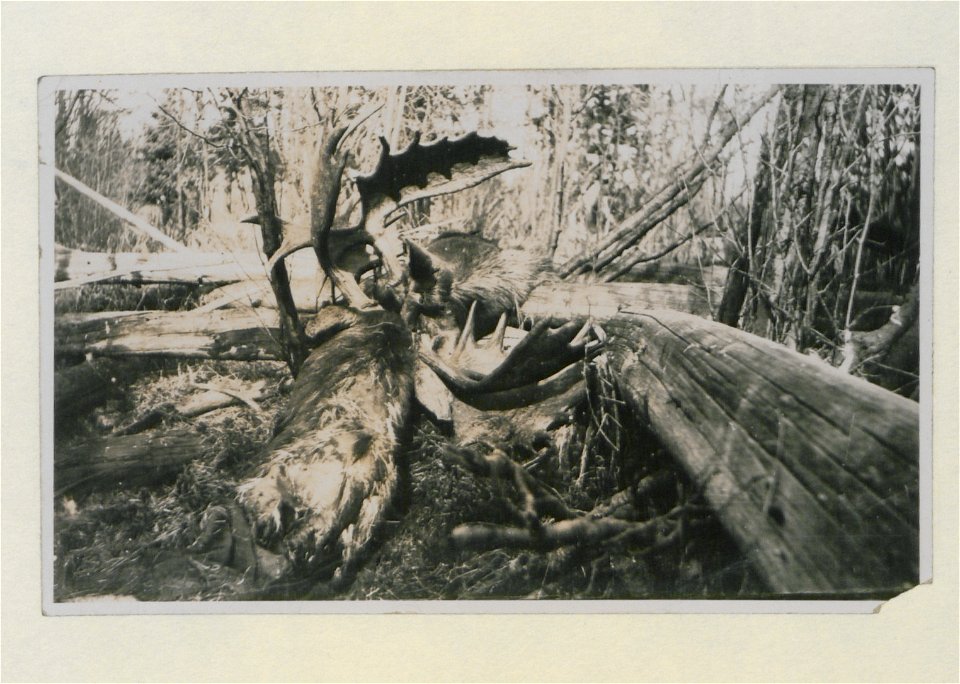Hunting Scene, Moose (HS85-10-27708) original