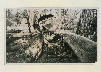 Hunting Scene, Moose (HS85-10-27708) original