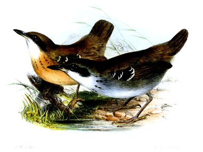 HypocnemisMelanostictaWolf