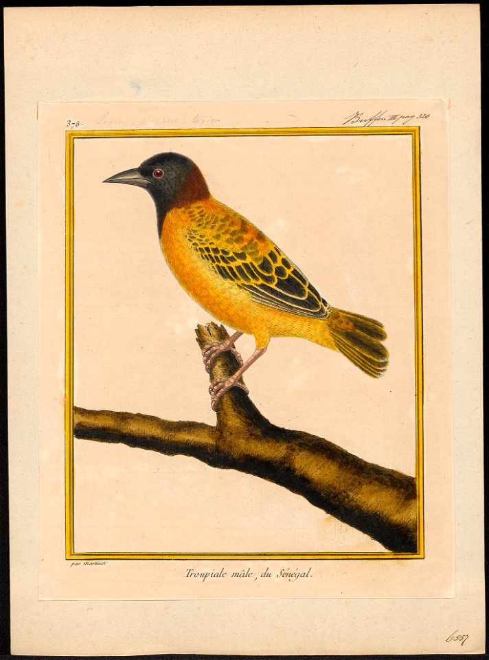 Hyphantornis cucullata - 1700-1880 - Print - Iconographia Zoologica - Special Collections University of Amsterdam - UBA01 IZ15900021