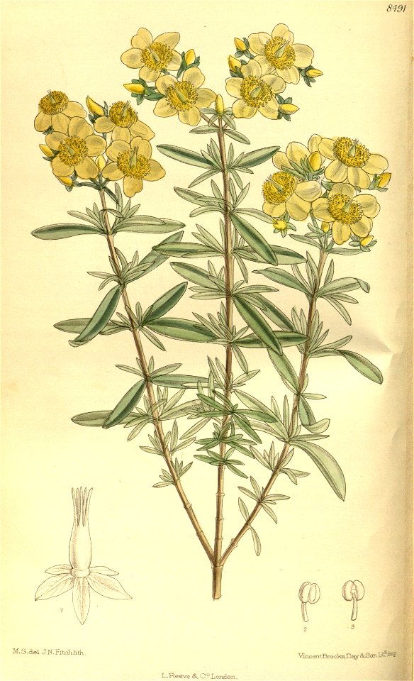 Hypericum kalmianum 139-8491