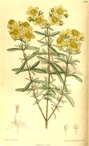 Hypericum kalmianum 139-8491