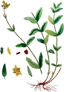 Hypericum montanum — Flora Batava — Volume v10 clean no-description
