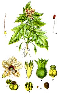 Hyoscyamus niger Sturm10015