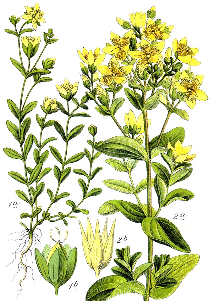 Hypericum spp Sturm59