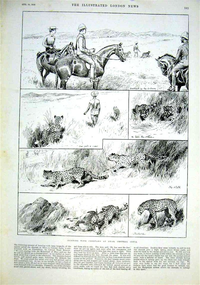 Hunting with Cheetahs at Dhar, Central India - ILN 1889