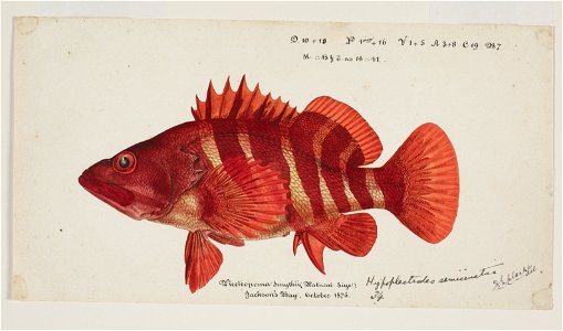 Hypoplectrodes semicinctum by Frank Edward Clarke