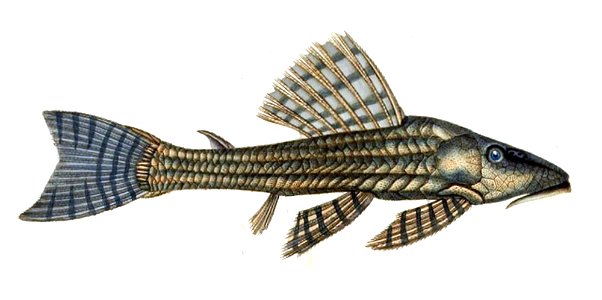 Hypostomus itacua. Free illustration for personal and commercial use.