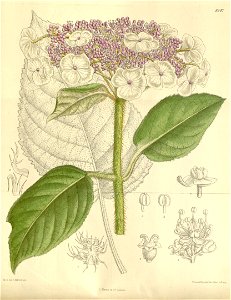 Hydrangea sargentiana 138-8447