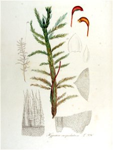 Hypnum cuspidatum — Flora Batava — Volume v13