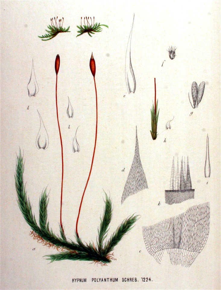 Hypnum polyanthum — Flora Batava — Volume v16