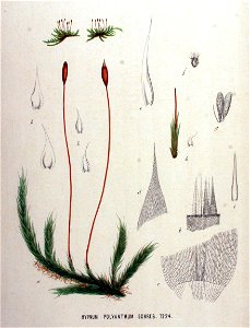 Hypnum polyanthum — Flora Batava — Volume v16. Free illustration for personal and commercial use.