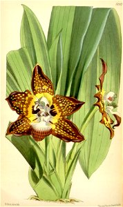 Huntleya burtii (as Batemannia burtii) - Curtis' 98 (Ser. 3 no. 28) pl. 6003 (1872)