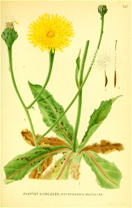 Hypochaeris maculata