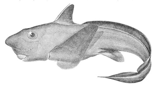 Hydrolagus purpurescens
