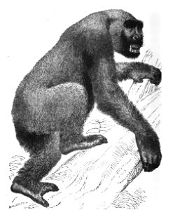 Huxley - De la place de l'homme dans la nature (page 183 crop)