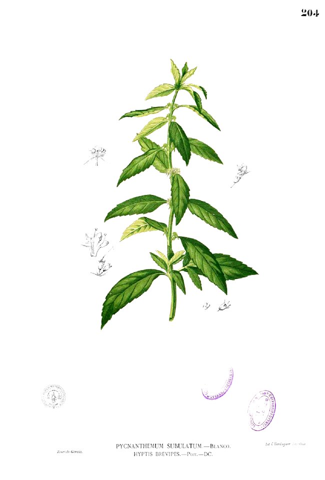 Hyptis brevipes Blanco1.204