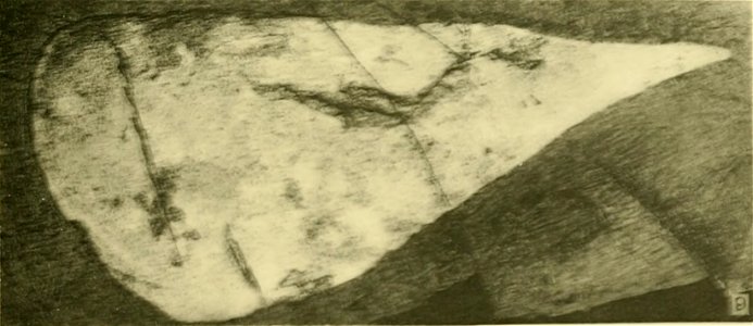 Hurdia victoria USNM PAL 57718