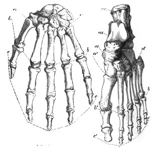 Huxley - De la place de l'homme dans la nature (page 241 crop)-1