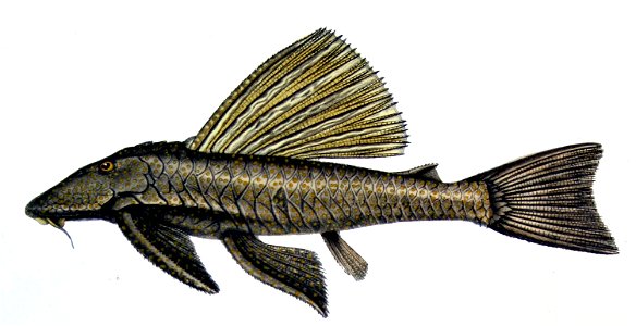 Hypostomus alatus. Free illustration for personal and commercial use.