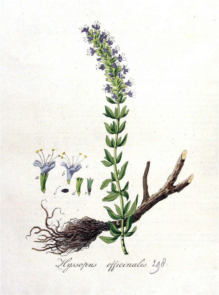 Hyssopus offinalis — Flora Batava — Volume v4