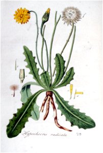 Hypochoeris radicata — Flora Batava — Volume v5