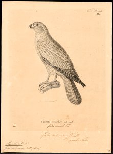 Hypotriorchis ardesiacus - 1700-1880 - Print - Iconographia Zoologica - Special Collections University of Amsterdam - UBA01 IZ18200193