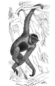 Huxley - De la place de l'homme dans la nature (page 156 crop)