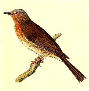 Hypsipetes philippinus 1832