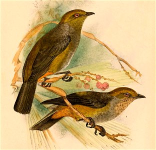 Hylocitrea bonensis bonthaina 1898 (cropped)