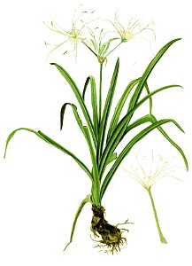Hymenocallis littoralis Blanco2.411-cropped. Free illustration for personal and commercial use.