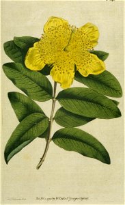 Hypericum Calycinum (Edwards)