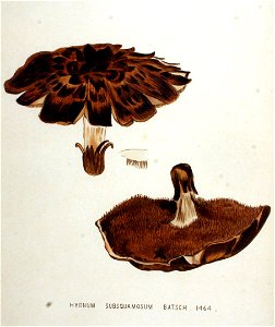 Hydnum subsquamosum — Flora Batava — Volume v19