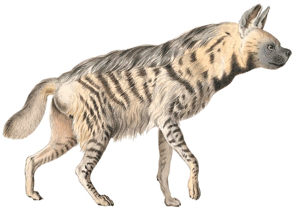 Hyaena striata - 1818-1842 - Print - Iconographia Zoologica - Special Collections University of Amsterdam -(white background)