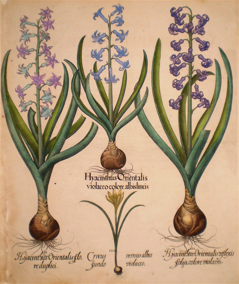 Hyacinthus orientalis floreduplici-Hyacinthus orientalis violaceo albislienis-Crocus vernus albus fundo violaceo-Hyacinthus orientalis reflexis folys colore violaceo